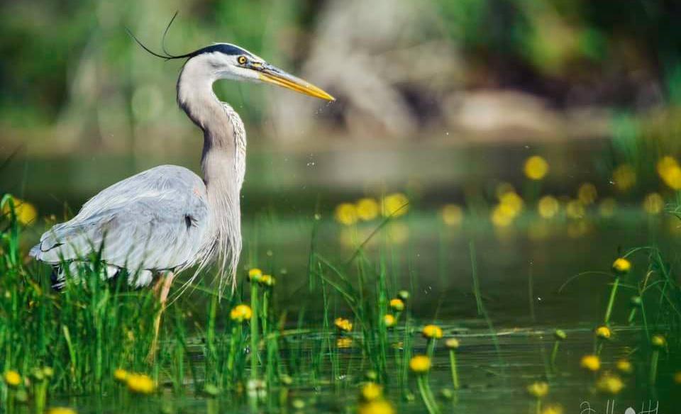 A large crane-like bird in the water surrounded by yellow flowers