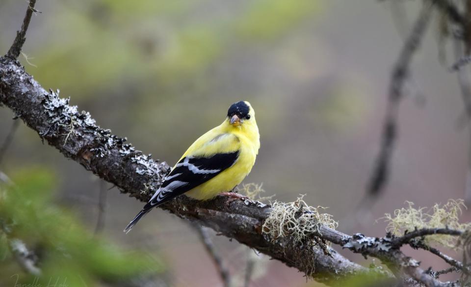 A yellow and black song bird sits on a tree