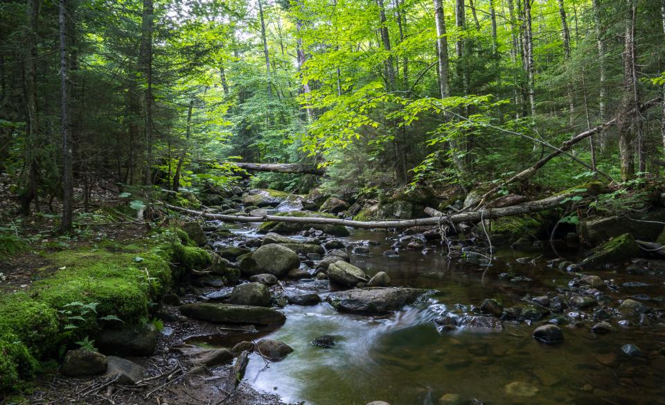 A creek running through the woods