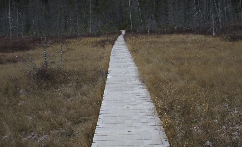 This boardwalk protects the delicate bog environment.