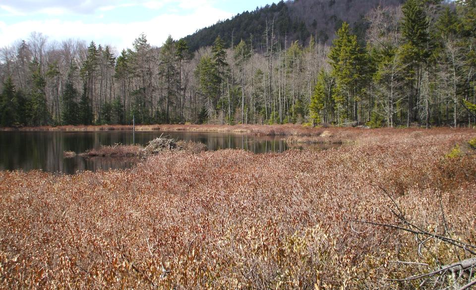 A small pond with considerable wetland plants.