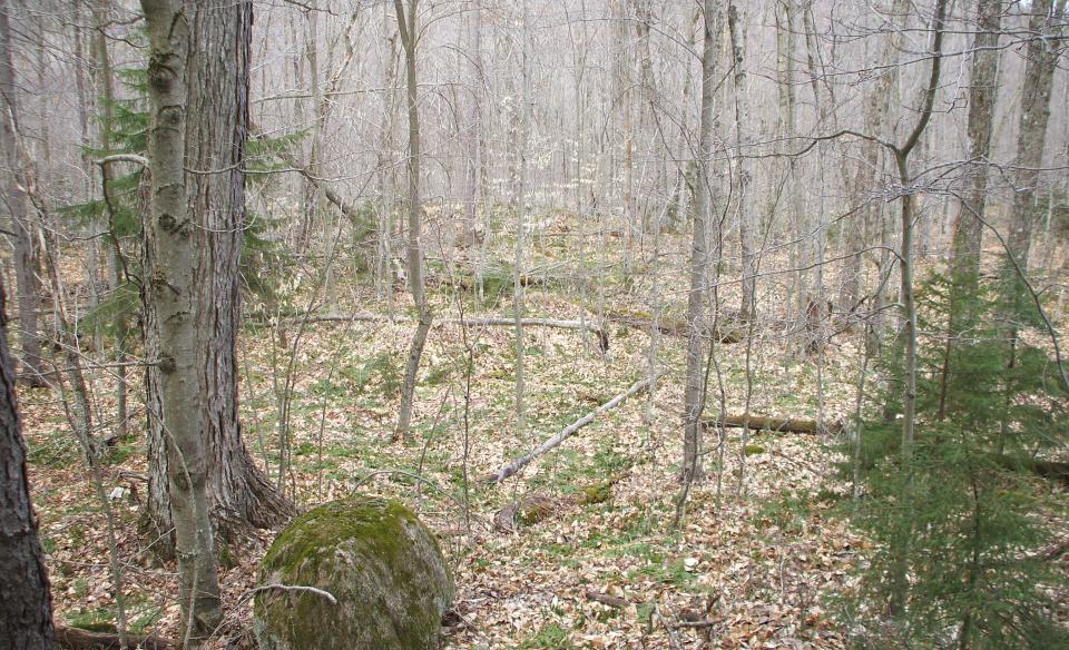 An open hardwood forest.