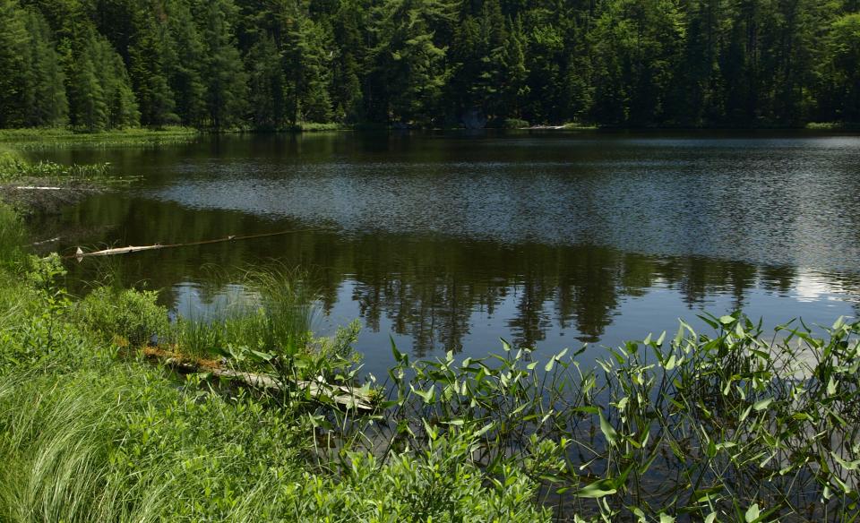 The shoreline of a small pond called Sprague Pond