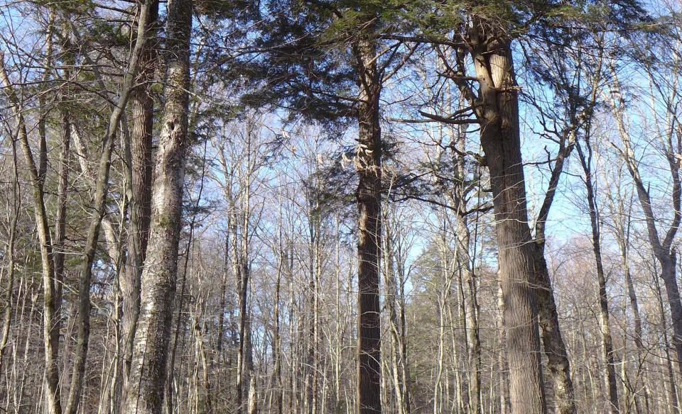 A hiking trail through the trees