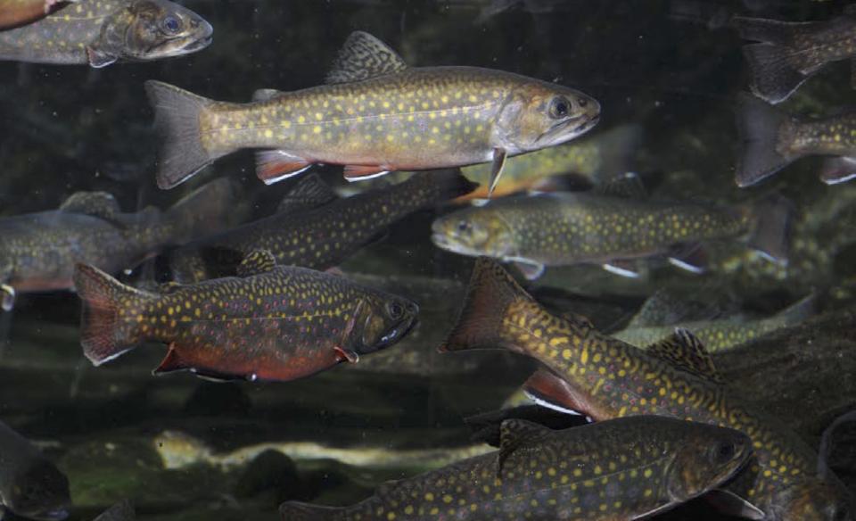 A unique heritage strain of wild brook trout are found in Little Tupper Lake and Rock Pond.