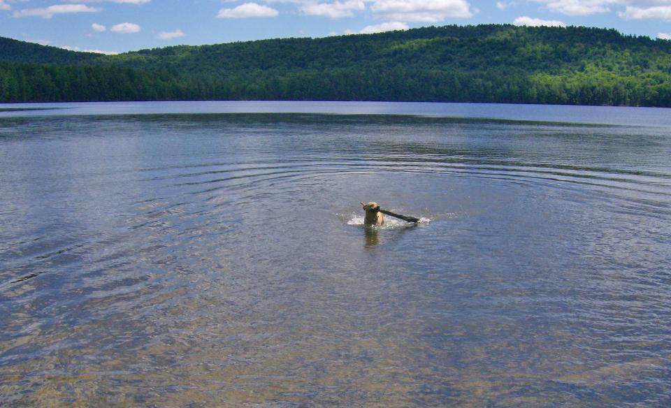 A dog retrieving a stick from a pond