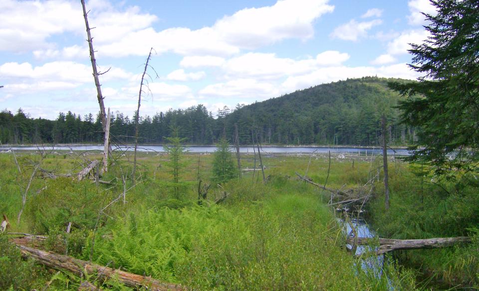 The view of a wetland area by a small lake