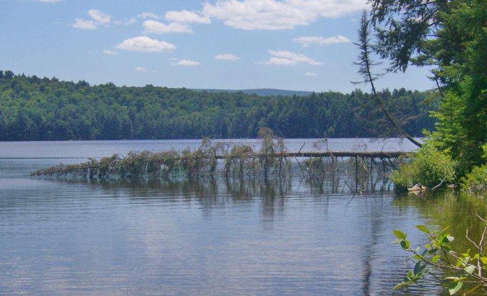 A large tree fallen in the water