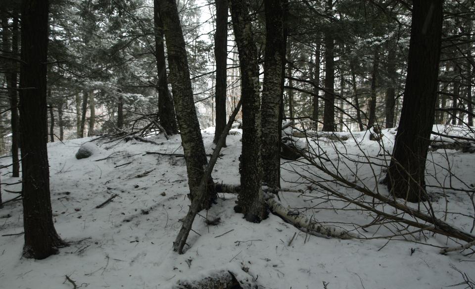 Plenty of trails with the loops around Sargent Pond.