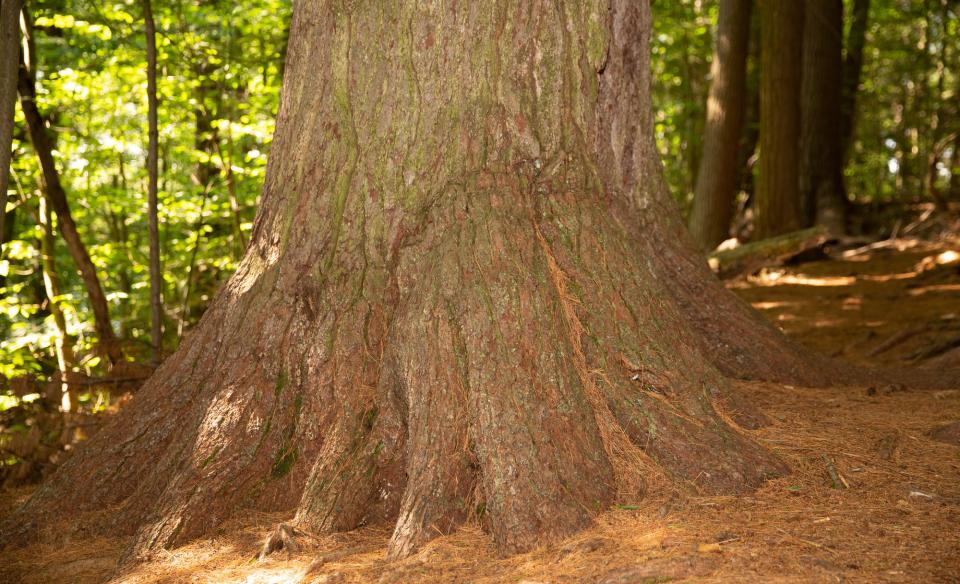 The base of a large pine tree