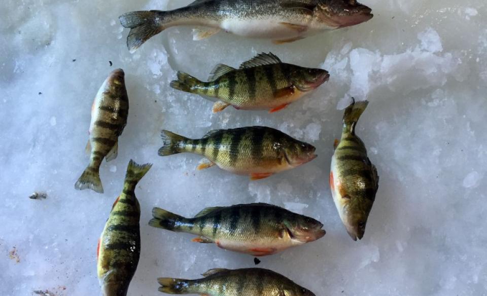 collection of perch laying on the ice