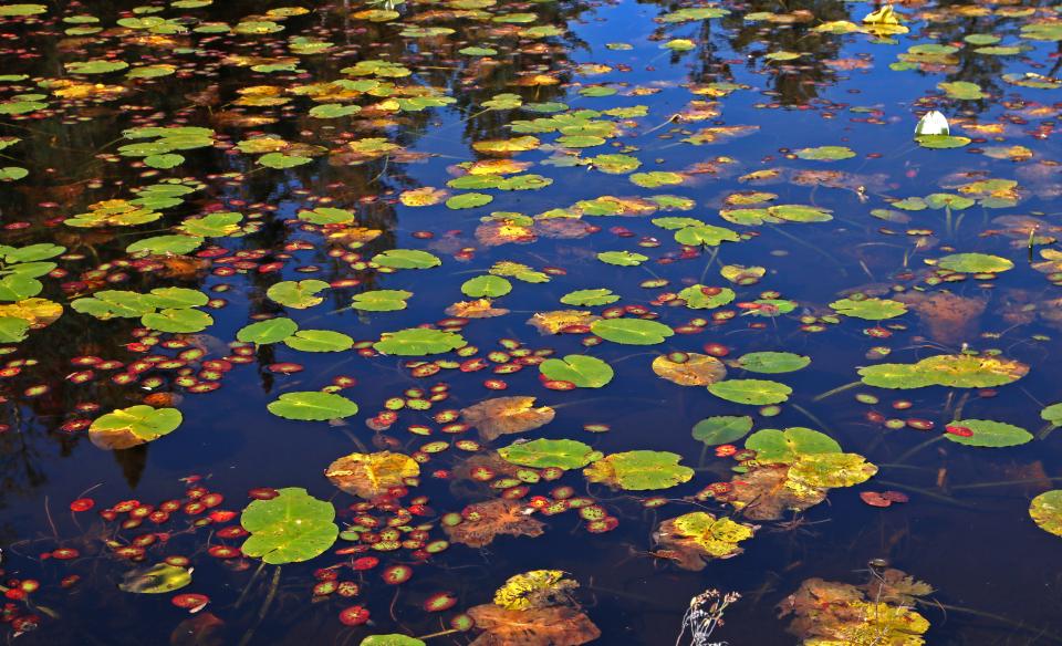 Lily pads on murky water