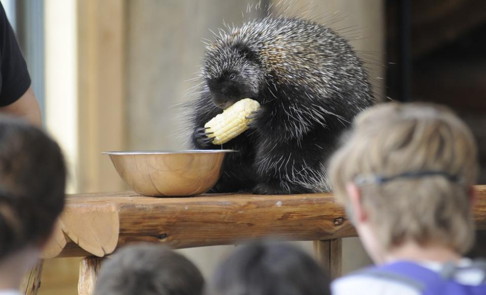 The Wild Center's porcupine perched on a split log eats corn on the cob