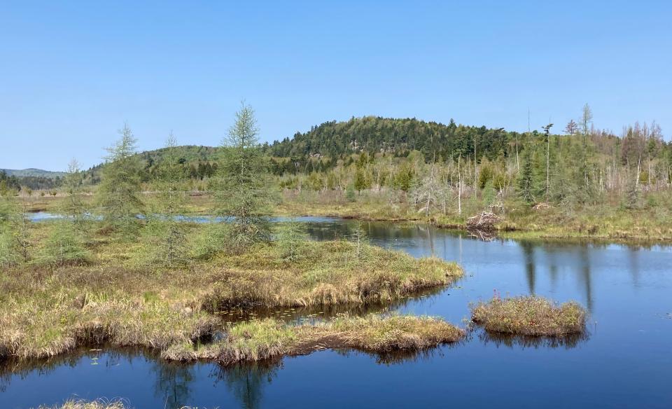 Marsh land on a sunny day.