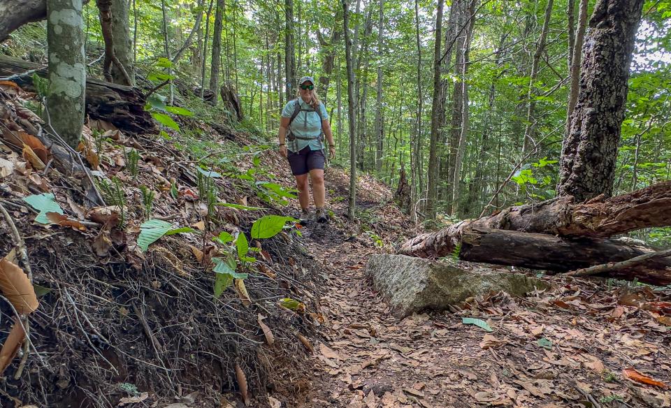 A hiker walks along a new trail in the woods