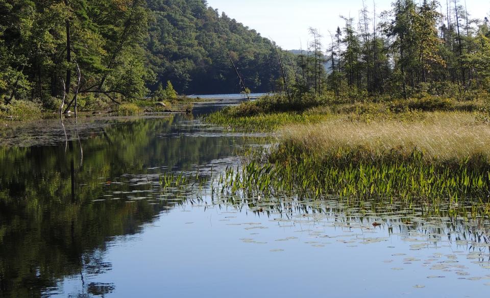 Large mouth and small mouth bass are plentiful in Oxbow Lake.