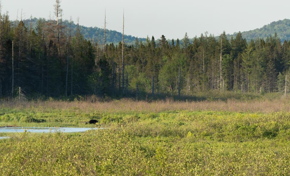 Lake Lila had beautiful views and wonderful wildlife, like this bear. Always keep your distance!