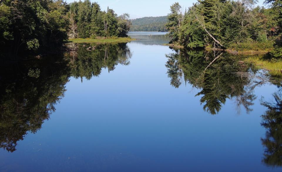 A body of water reflecting trees