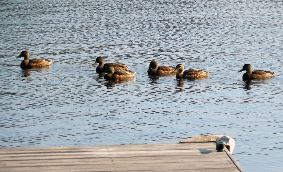 The boat launch lets you get some birding in.