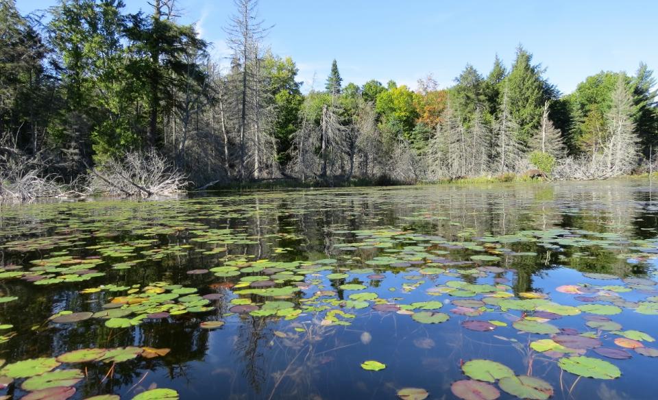 Beautiful paddling through a variety of terrain.