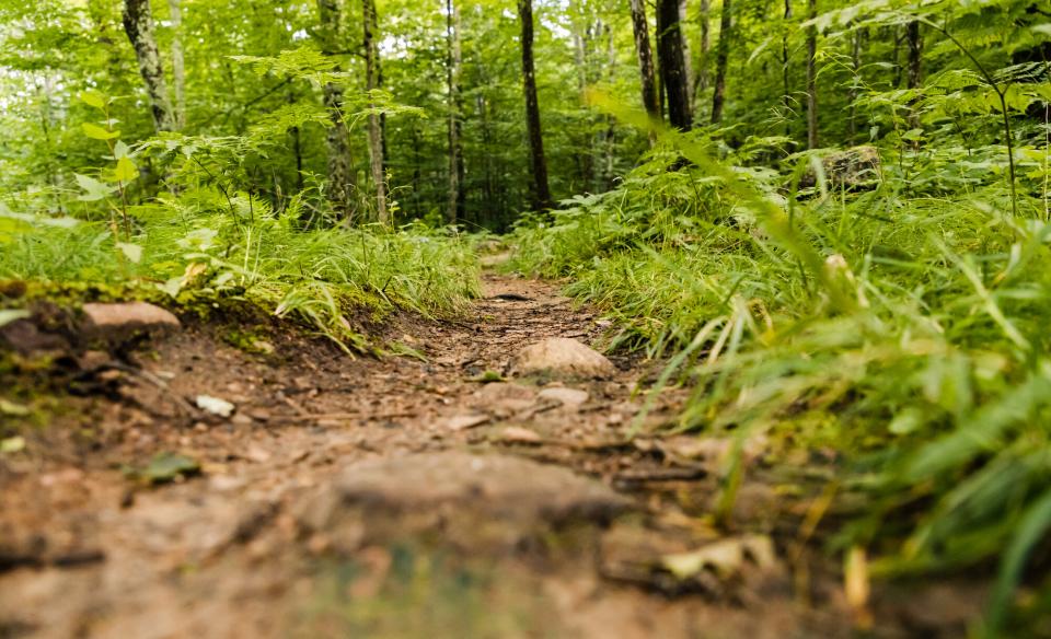 A close-up view of a dirt trail and grass on either side