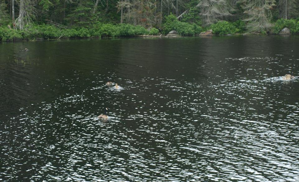 Geese in the water.