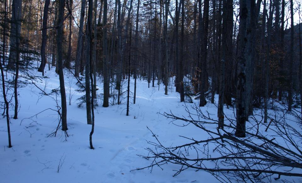 A dark forest of young trees