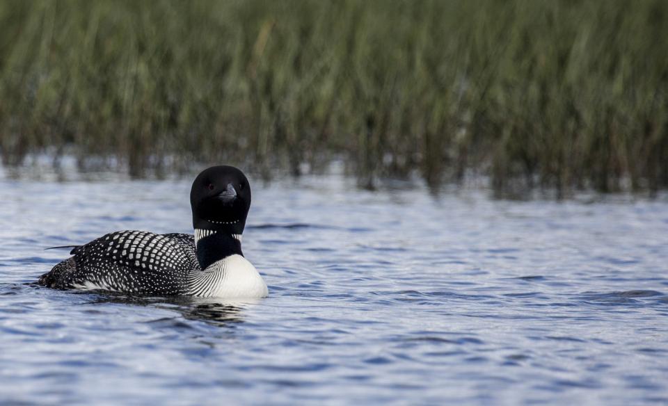 A loon swimming in the water