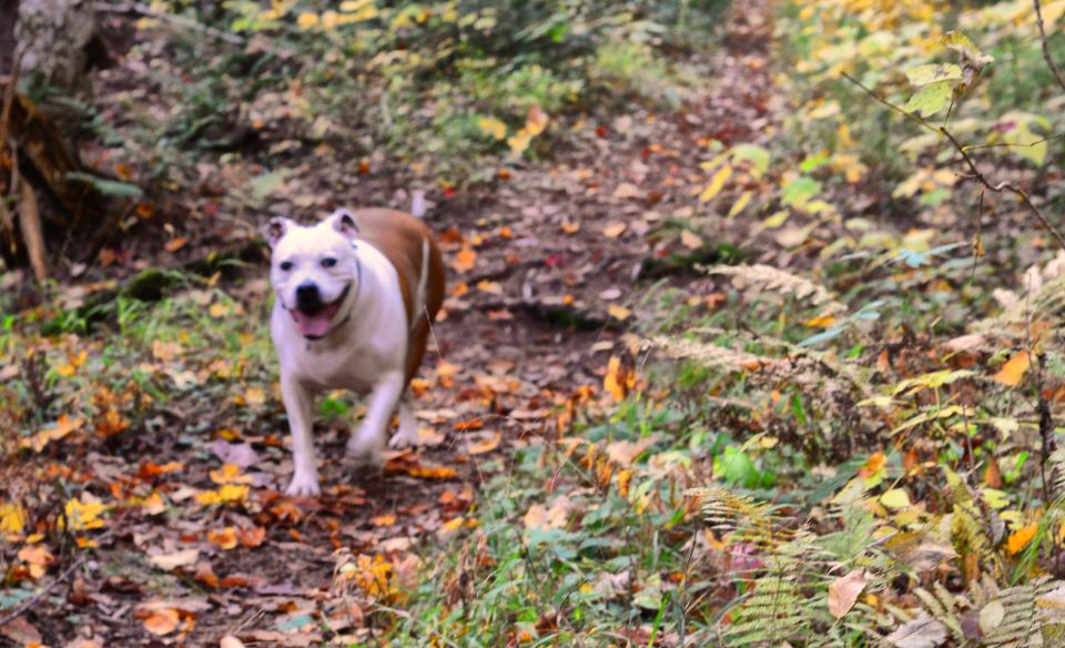 Fall is a favorite time for this trail.