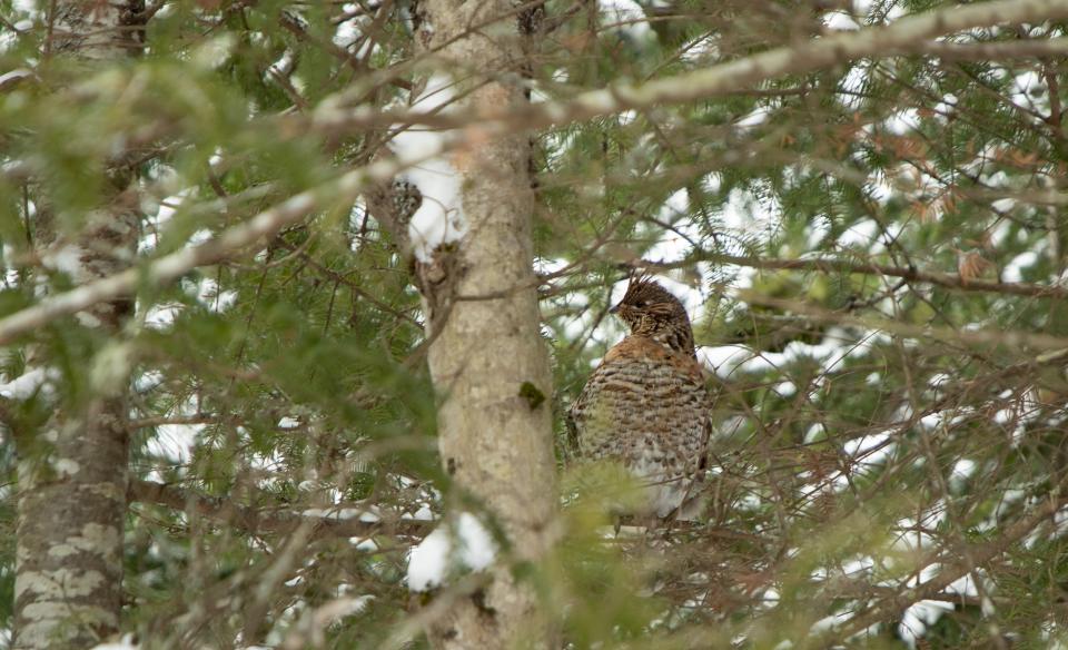 A bird within the trees