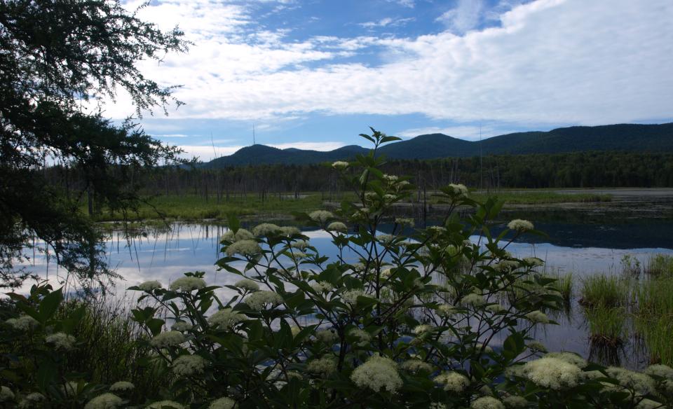 Flowering shrubs by the water's edge