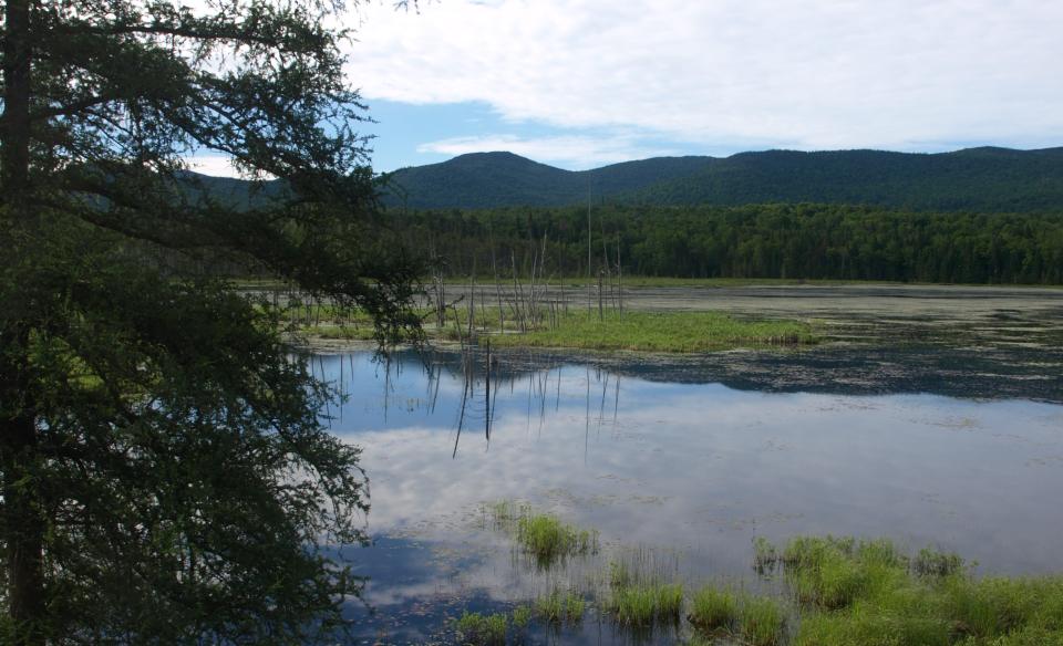 A pond with trees in the foreground