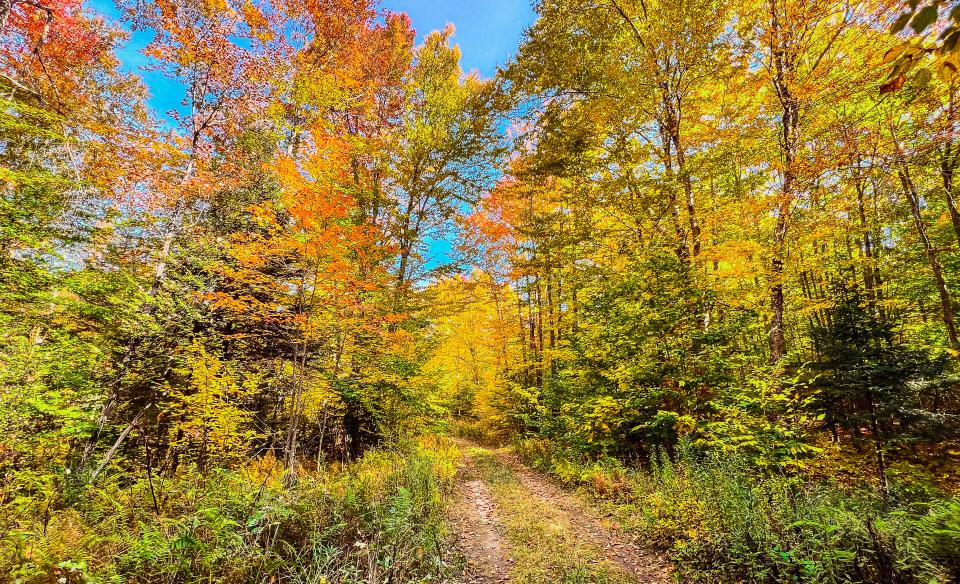 A bunch of trees tinged with orange and yellow in autumn