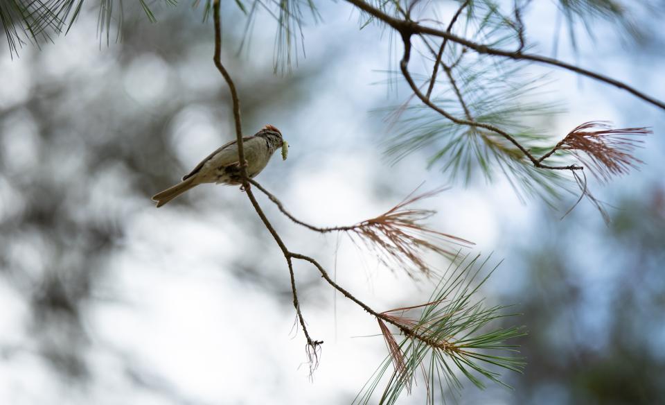 A bird in a pine tree