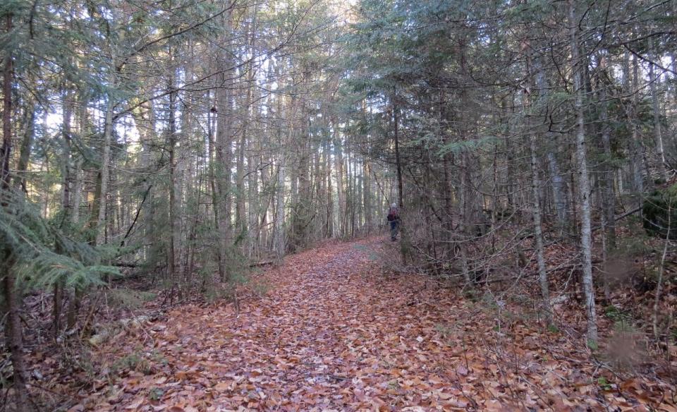 A gentle, wide trail through the forest