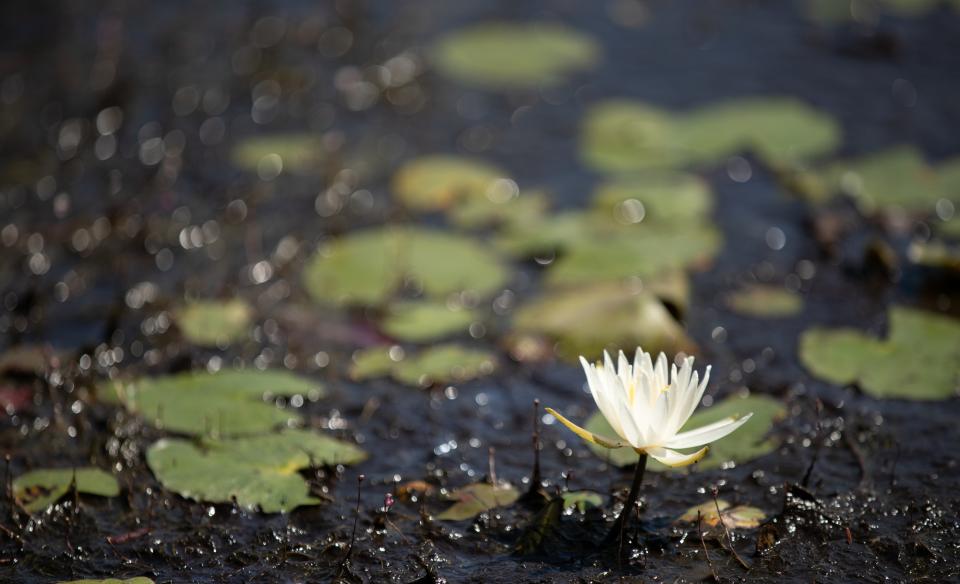 A lily pad