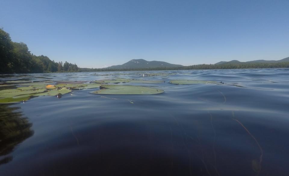 Lily pads in a lake