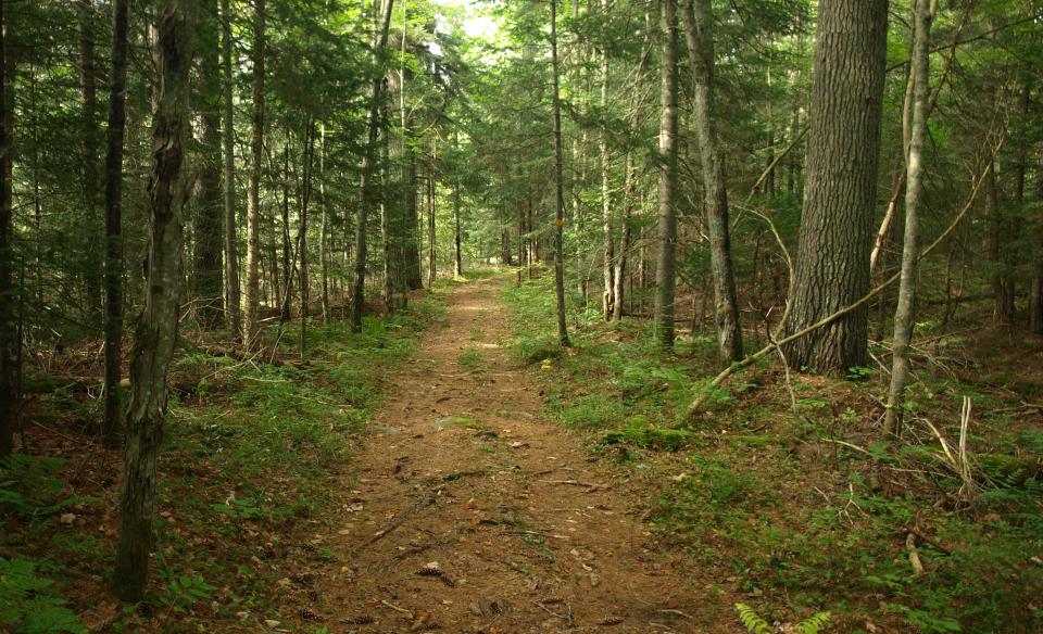 The trail is wide for most of the Mitchell Ponds hike.