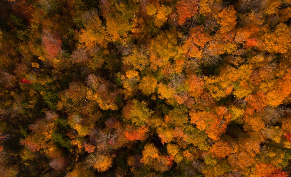 This aerial view of the William C. Whitney Wilderness is stunning.