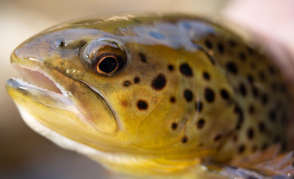 A close up of a brook trout