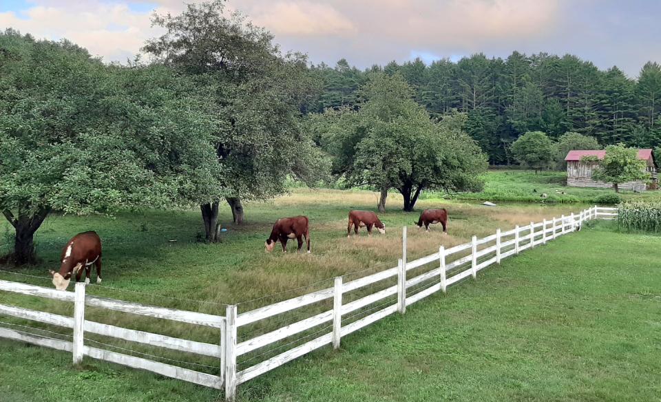 century gap farm cows foraging below the apple trees