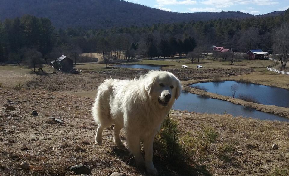 century gap farm guardian dog roaming his domain