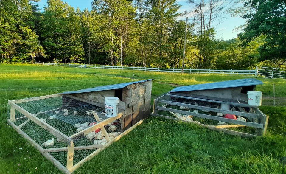 century gap farm pasture raised chickens snacking in the grass