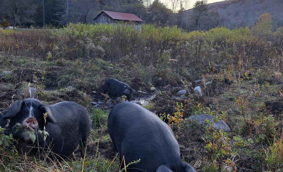 century gap farm pigs free ranging