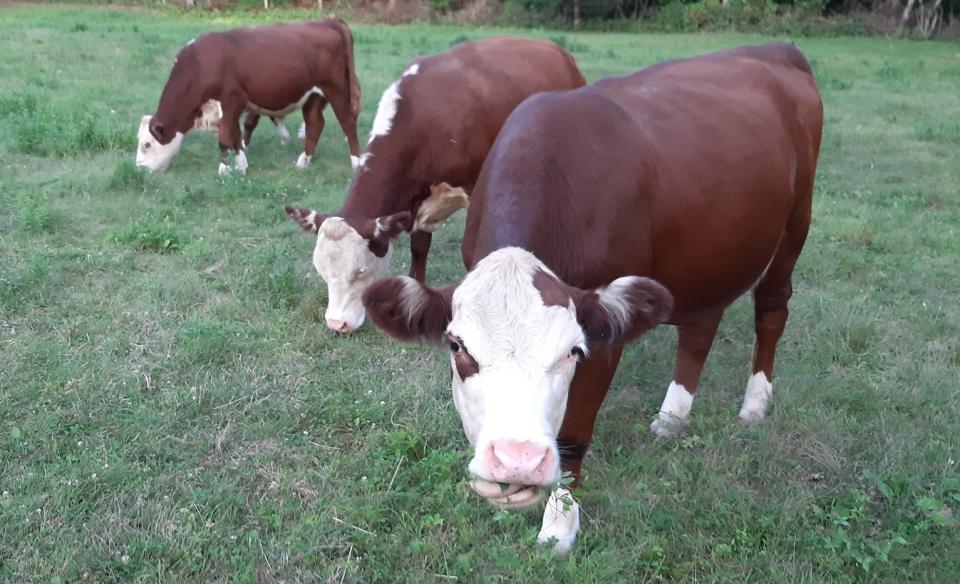 Cute cows snacking on grass