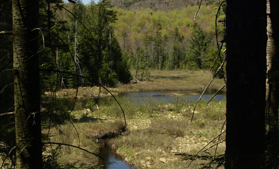 This stream feeds Chub Pond.