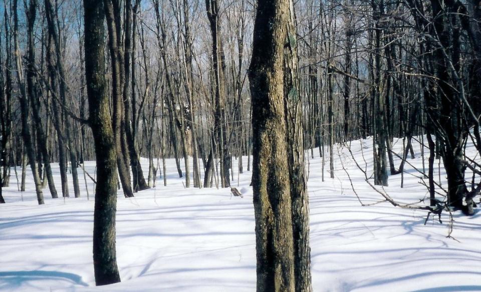 An easy wooded trail to the Rock River.