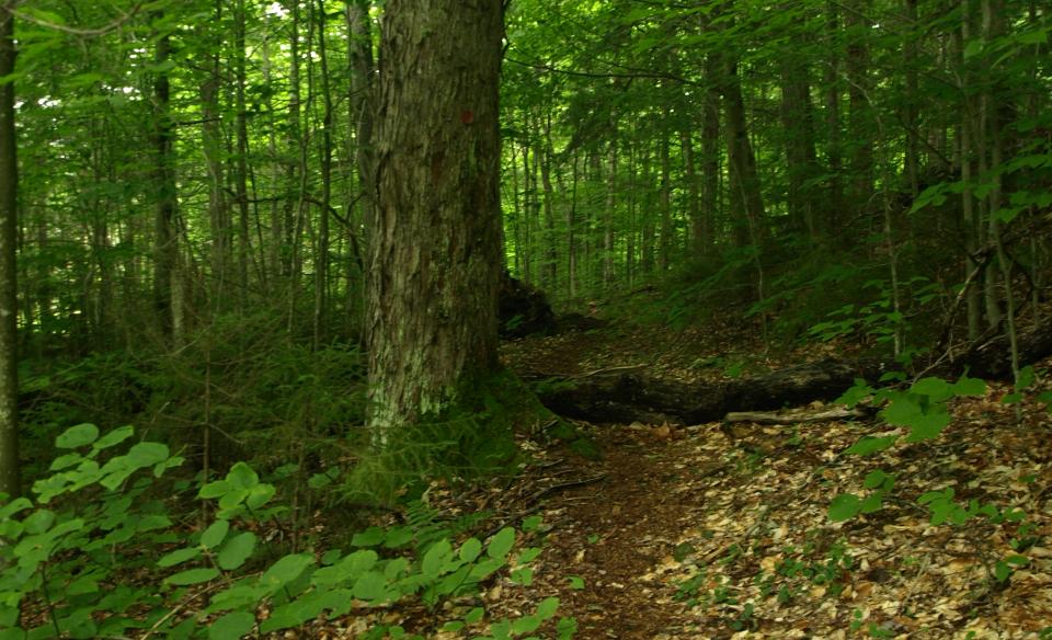 A narrow trail through the trees