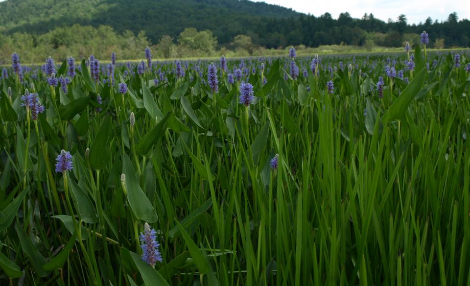 Purple aquatic plants in the Kunjamuk River