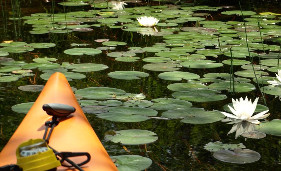 Lily pads on the Kunjamuk River.